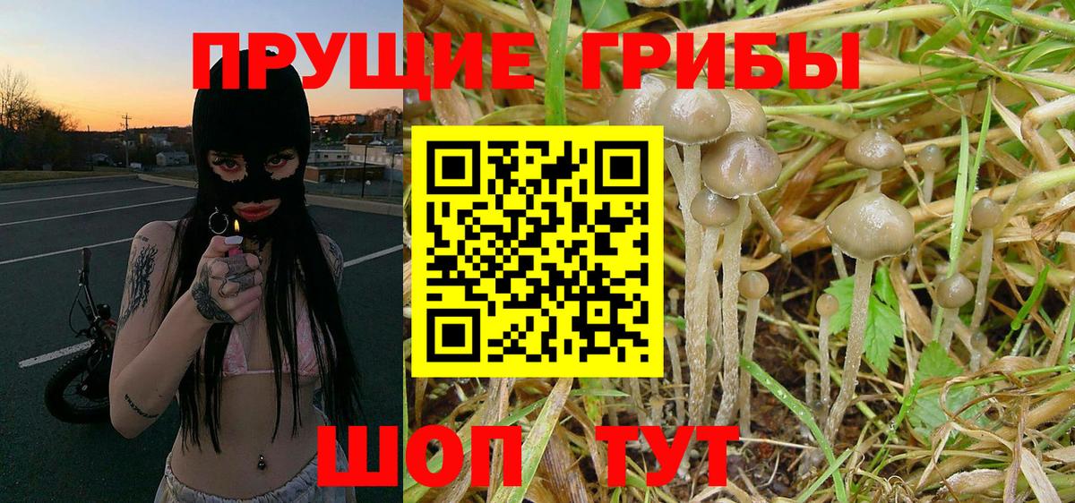 Псилоцибиновые грибы Psilocybine cubensis Полысаево